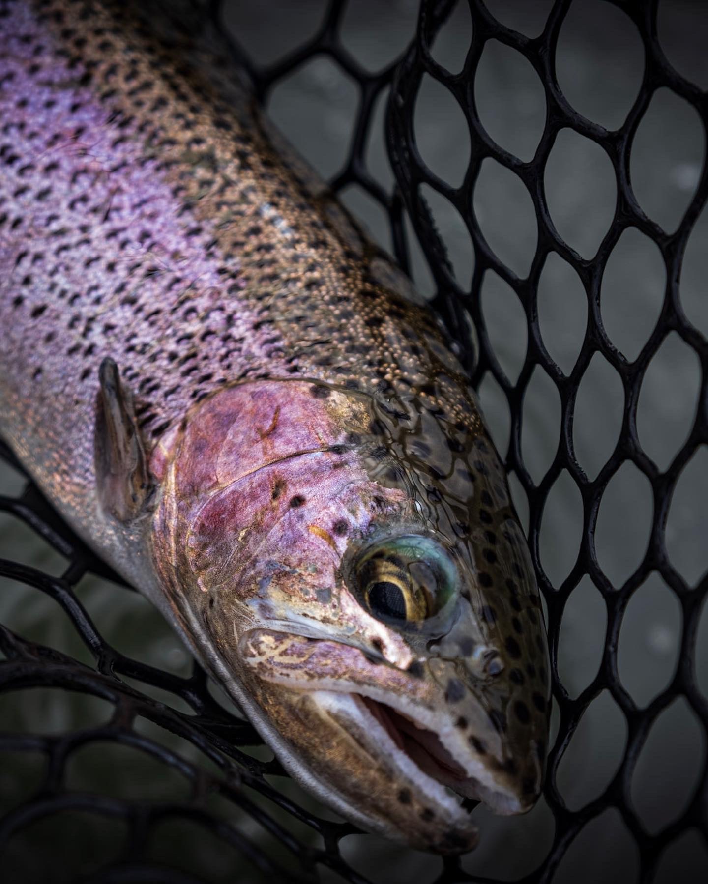 Fall Streamer Fishing for Big Trout in Central Washington