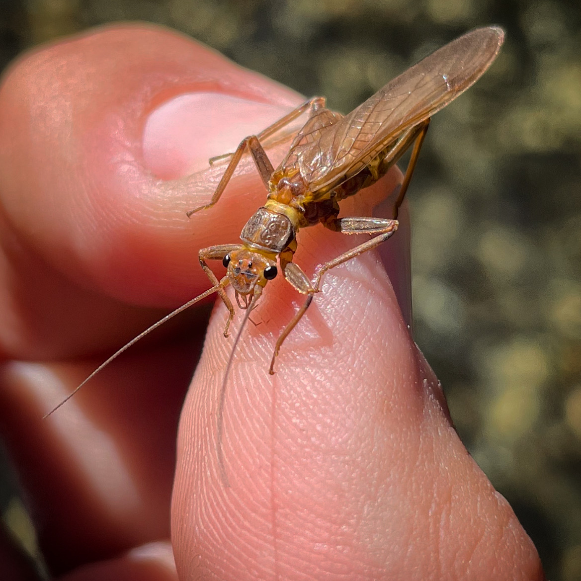 Hopper Season on the Yakima: Top Patterns for July through September