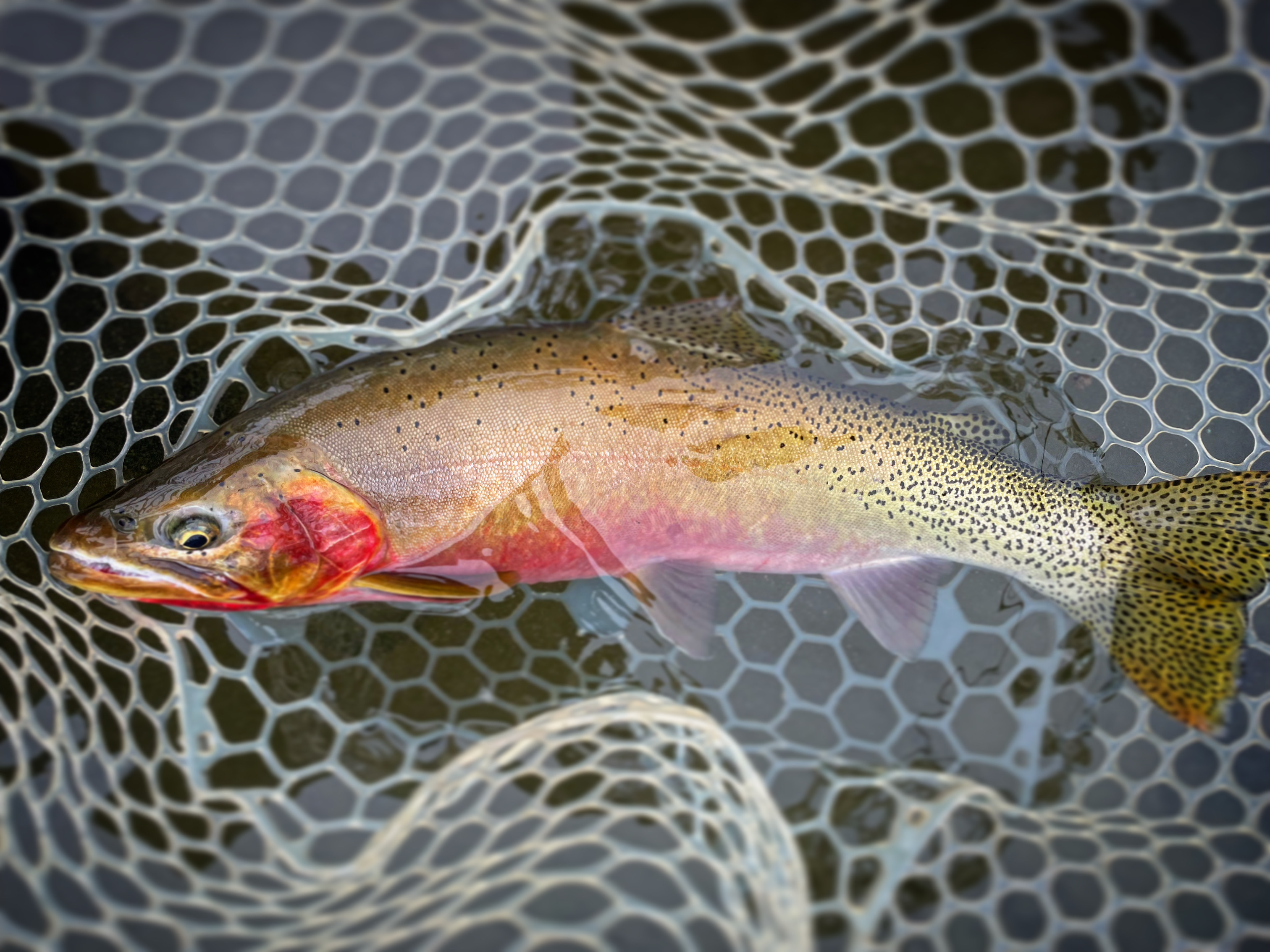 Methow River scenery