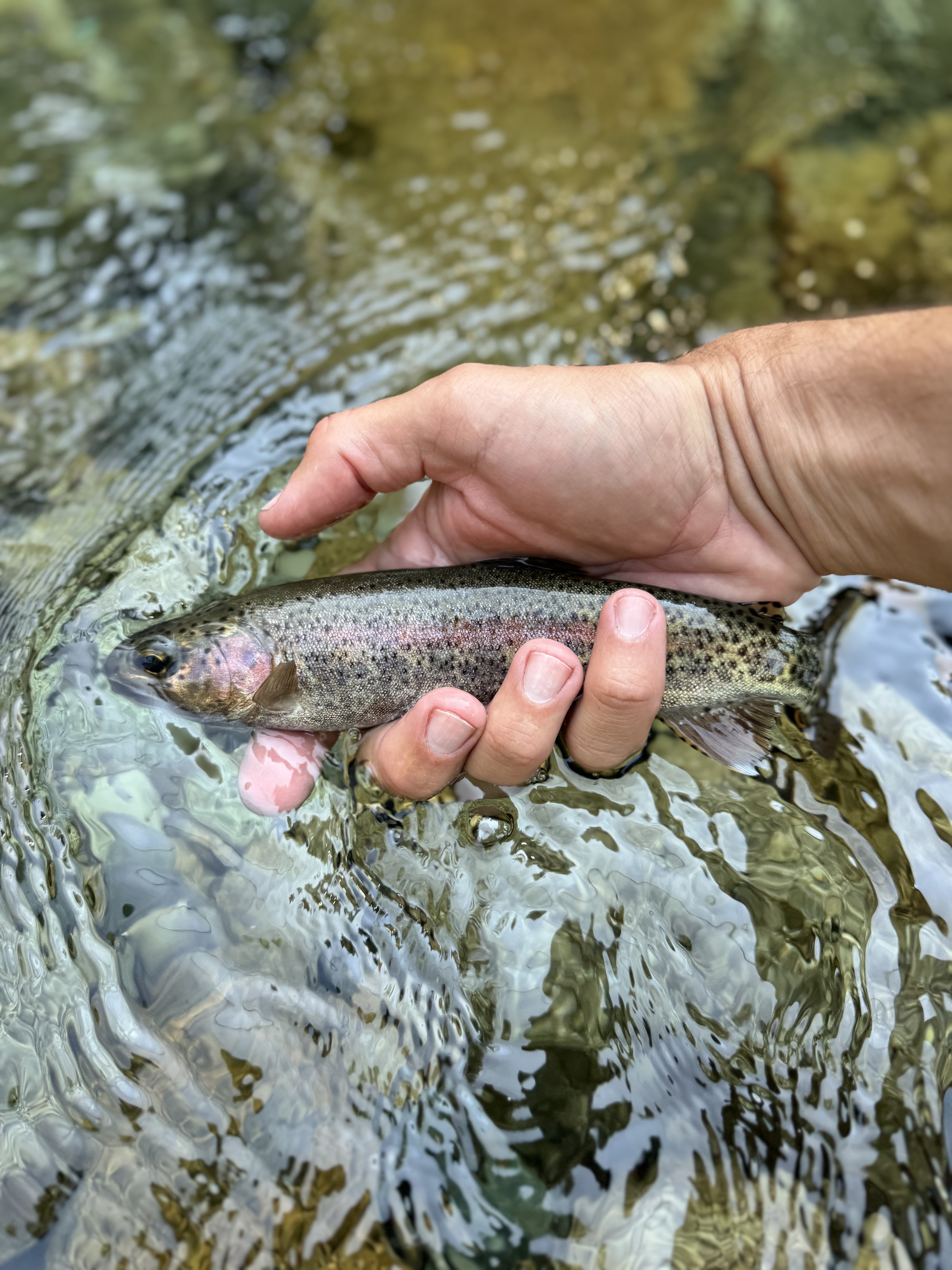 Catching mountain trout