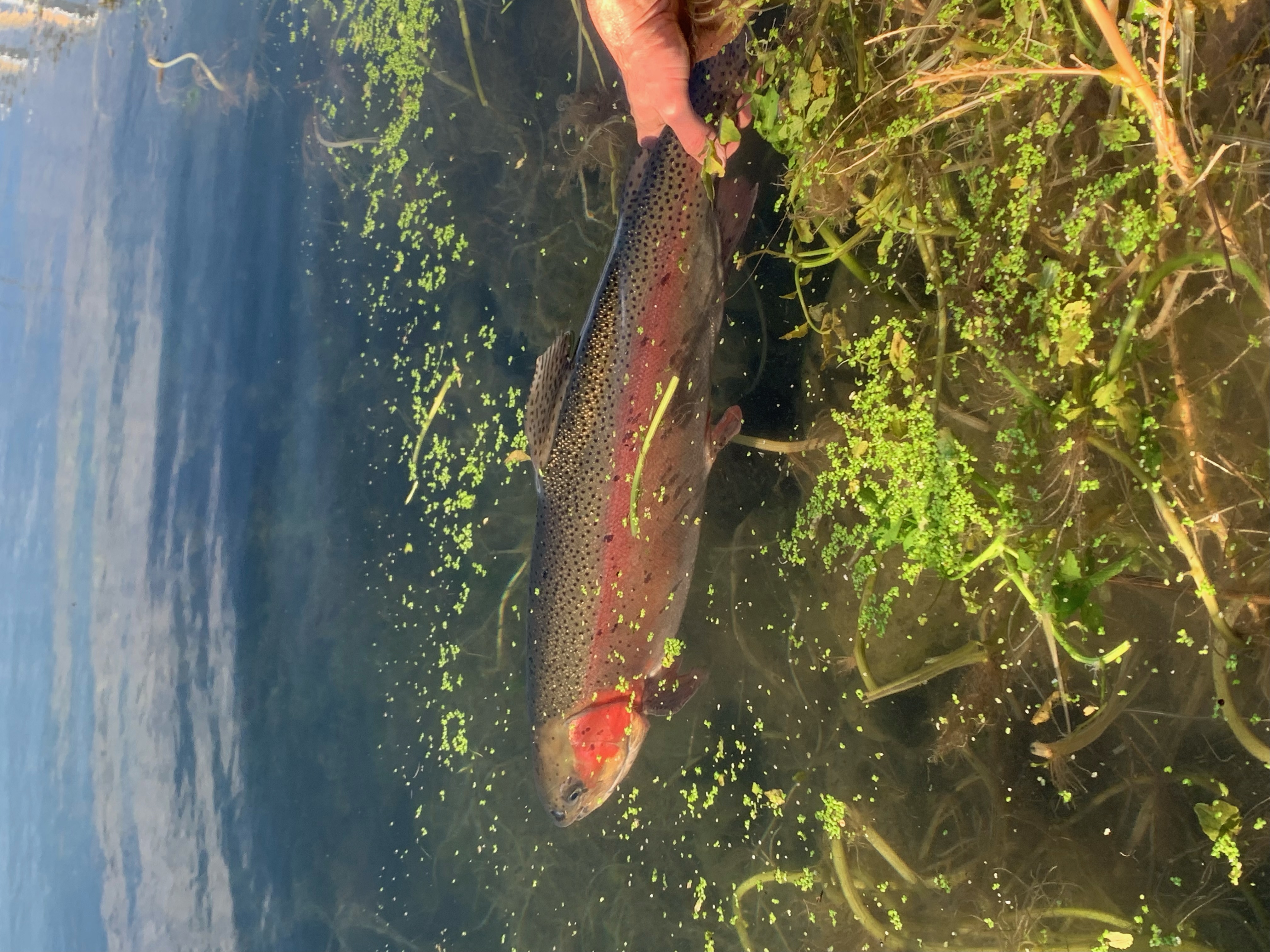 Rocky Ford Creek fishing